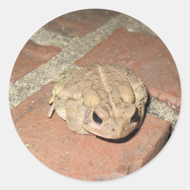 Frog Sticker (Front)