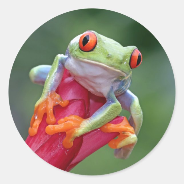 Frog stickers (Front)