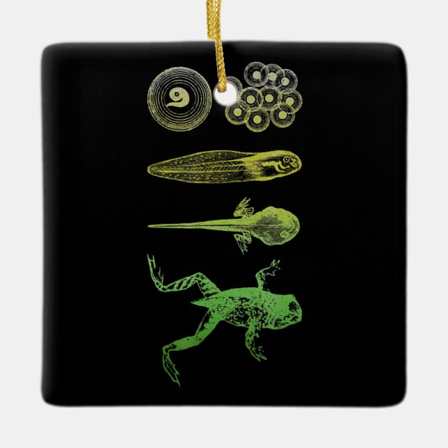 Frog Tadpole  Metamorphosis Life Cycle Biology Ceramic Ornament (Front)