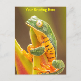 Frog   Tiger Leg Monkey Tree Frog Personalized Postcard