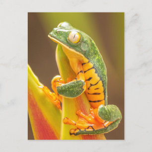 Frog   Tiger Leg Monkey Tree Frog Postcard