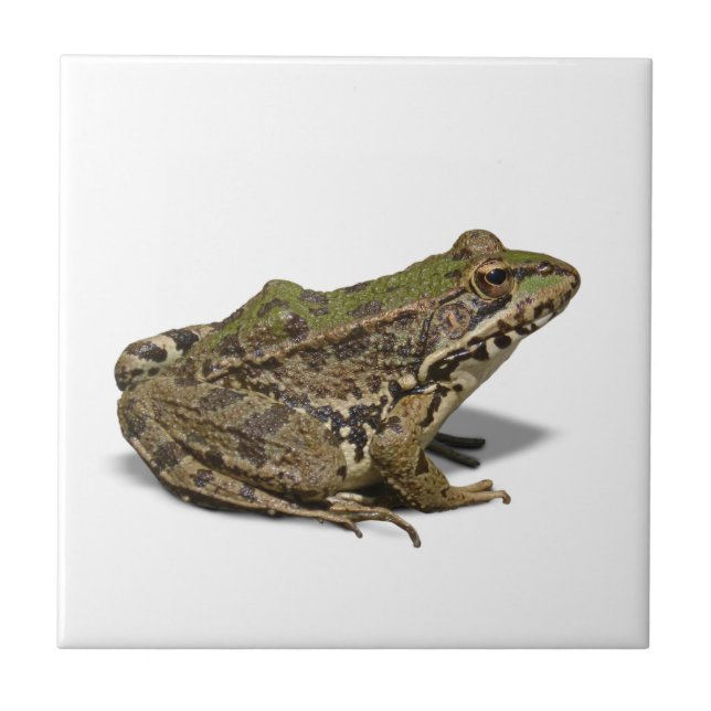 Frog Tile (Front)
