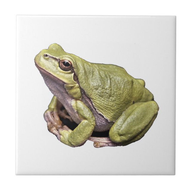 Frog Tile (Front)