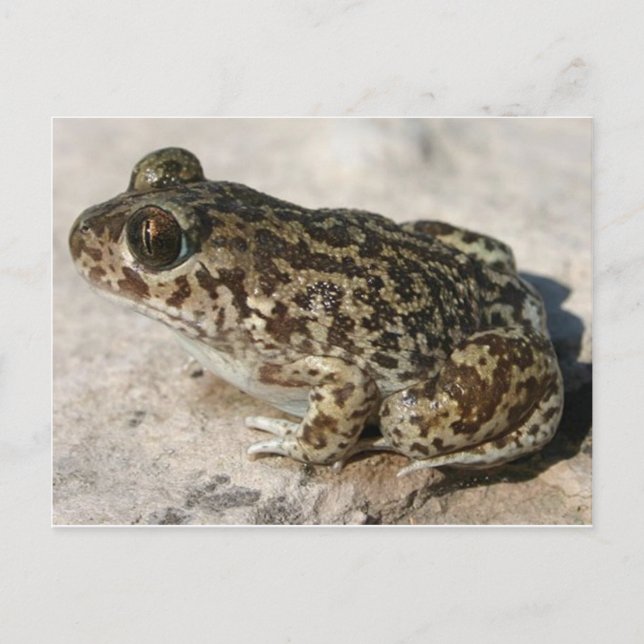 Frog / Toad Postcard (Front)