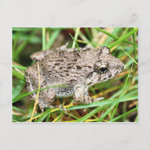 Frog / Toad Postcard