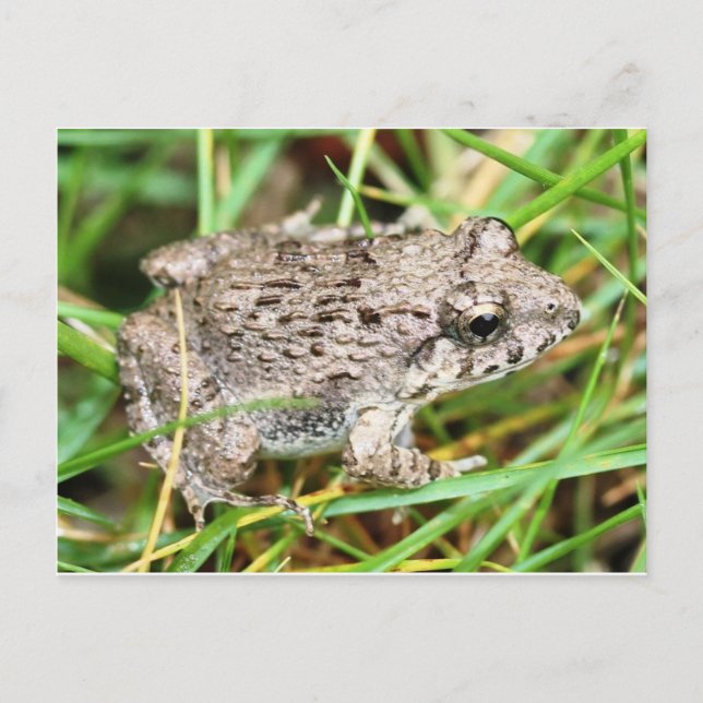 Frog / Toad Postcard (Front)