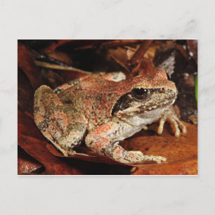 Frog / Toad Postcard