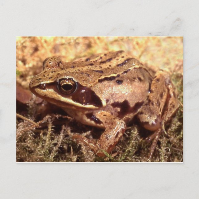Frog / Toad Postcard (Front)