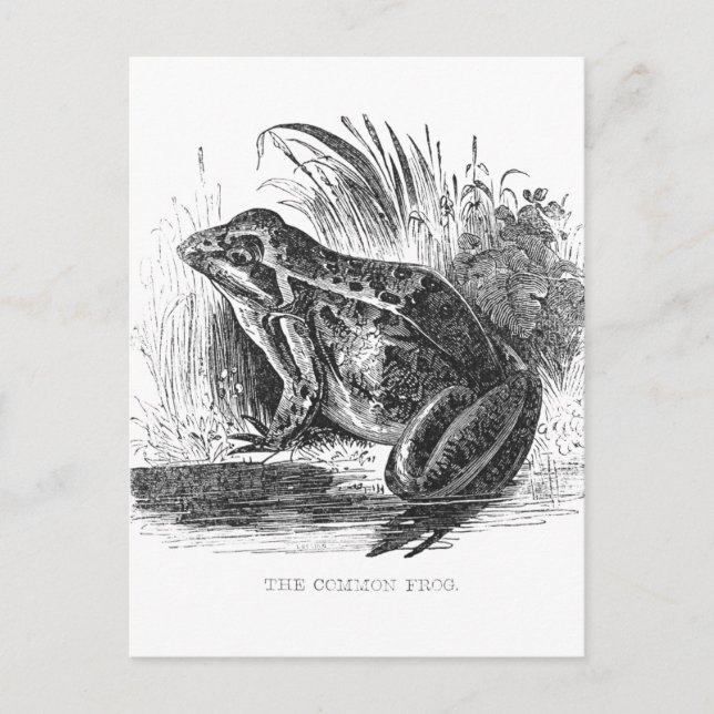 Frog Vintage pen and ink drawing Postcard (Front)