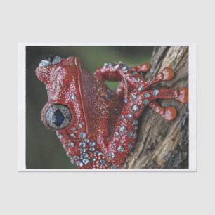 Frogs and Diamonds6 Tissue Paper