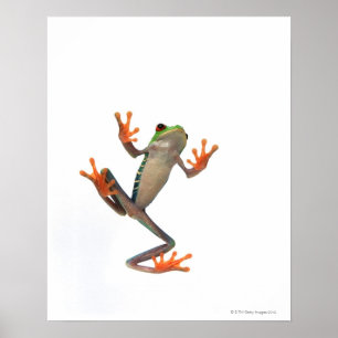 Frogs belly poster