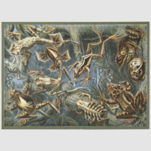 Frogs Ernst Haeckel  Decoupage  Tissue Paper
