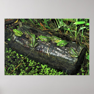 Frogs on a Log Poster