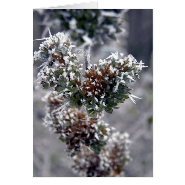 Froid profond (Devant)