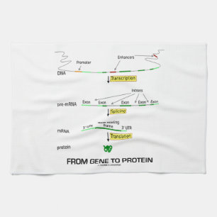 From Gene To Protein Kitchen Towel
