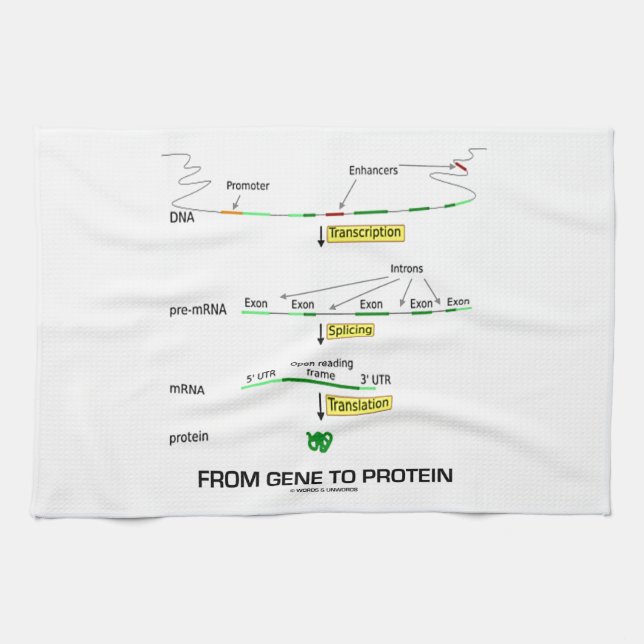 From Gene To Protein Kitchen Towel (Horizontal)