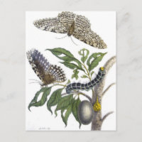 from Metamorphosis insectorum Surinamensium, Plate