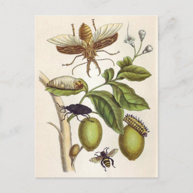 from Metamorphosis insectorum Surinamensium, Plate Postcard (Front)