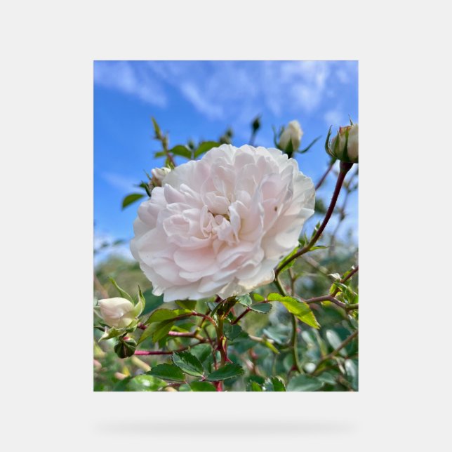 From my mom's garden acrylic sign (Front)