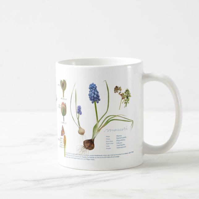 From our perennial garden. coffee mug (Right)