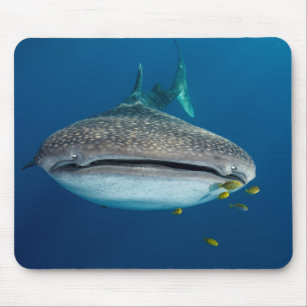 From view of a Whale Shark Mouse Pad