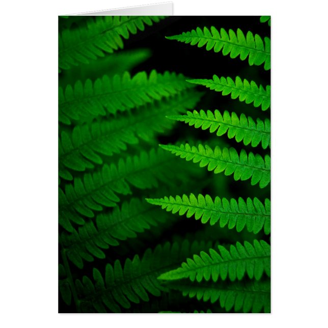 Frondes de fougère (Devant)