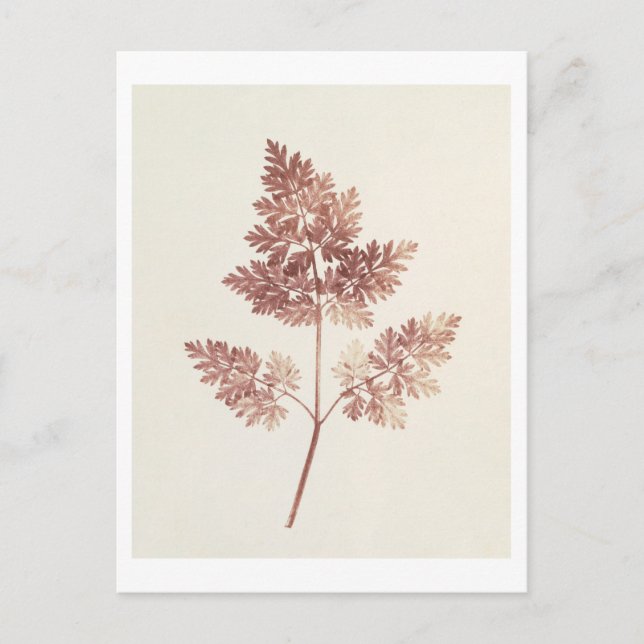 Fronds of Leaves, 1843 (b/w photo) Postcard (Front)