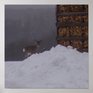 Front View-Deer At The Farm-Poster Poster