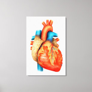 Front View Of Human Heart Canvas Print