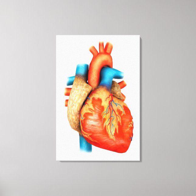 Front View Of Human Heart Canvas Print (Front)