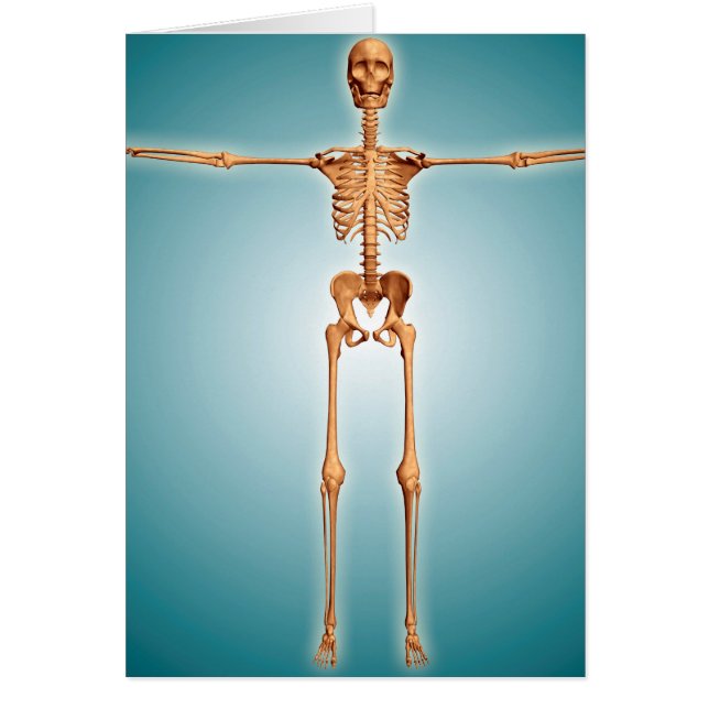 Front View Of Human Skeletal System (Front)