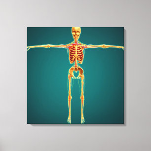 Front View Of Human Skeleton With Nervous Canvas Print