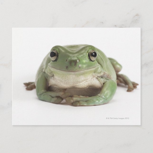 Front View Studio shot of a Smiling, Whites Tree Postcard (Front)