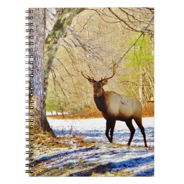 > frontal Bull elk in Snow Notebook (Front)