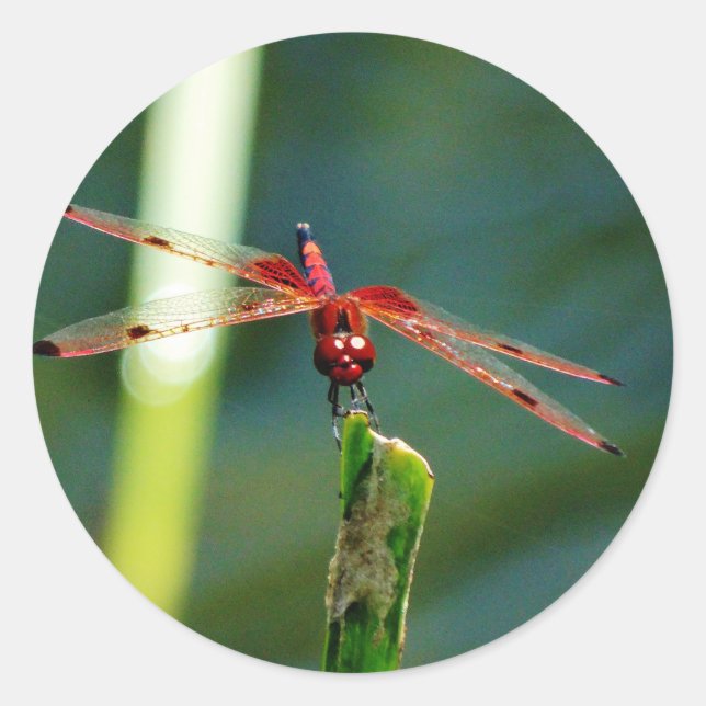 Frontal Red and Black Dragonfly Classic Round Sticker (Front)