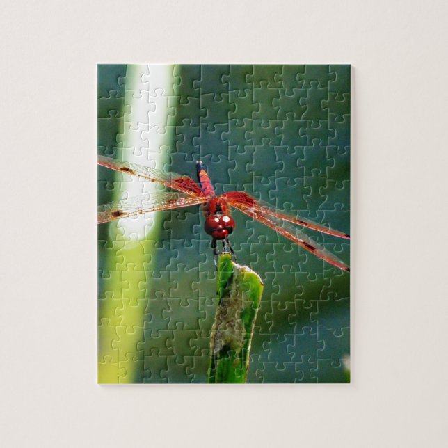 Frontal Red and Black Dragonfly Jigsaw Puzzle (Vertical)