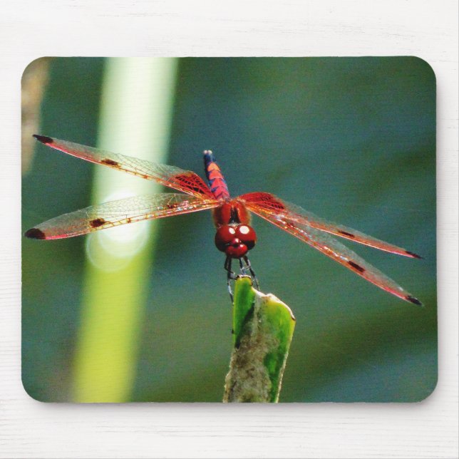 Frontal Red and Black Dragonfly Mouse Pad (Front)