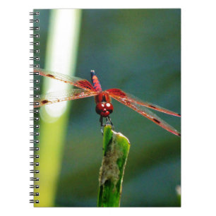 Frontal Red and Black Dragonfly Notebook