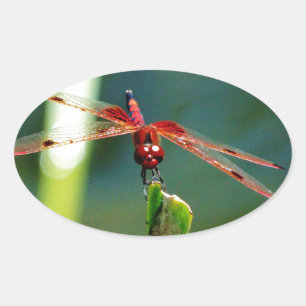 Frontal Red and Black Dragonfly Oval Sticker