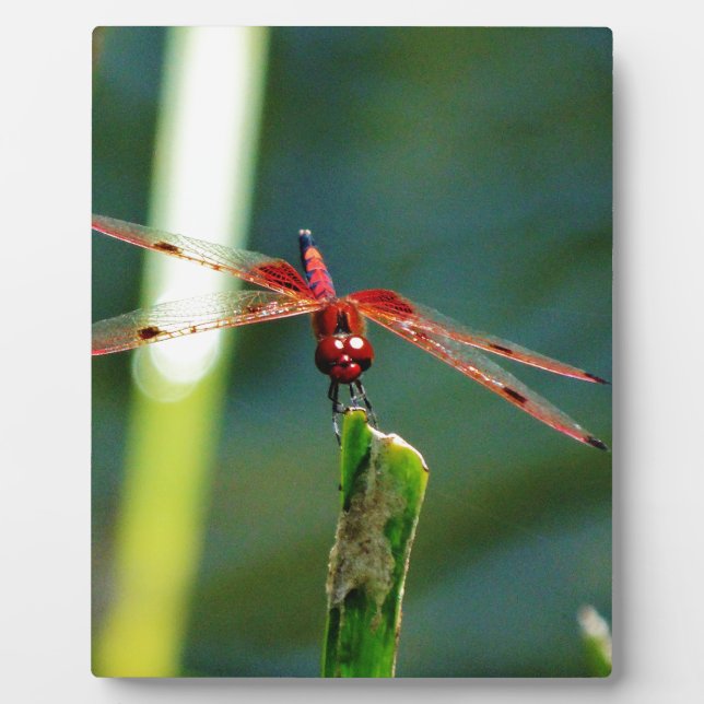 Frontal Red and Black Dragonfly Plaque (Front)