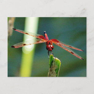 Frontal Red and Black Dragonfly Postcard