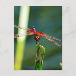 Frontal Red and Black Dragonfly Postcard