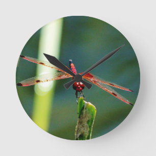 Frontal Red and Black Dragonfly Round Clock