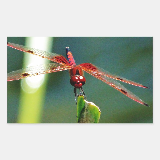 Frontal Red and Black Dragonfly Sticker (Front)