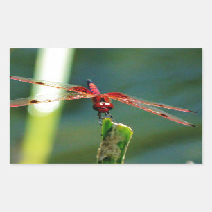 Frontal Red and Black Dragonfly Sticker