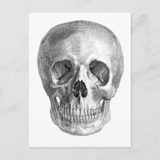 Frontal view drawing of a human skull postcard