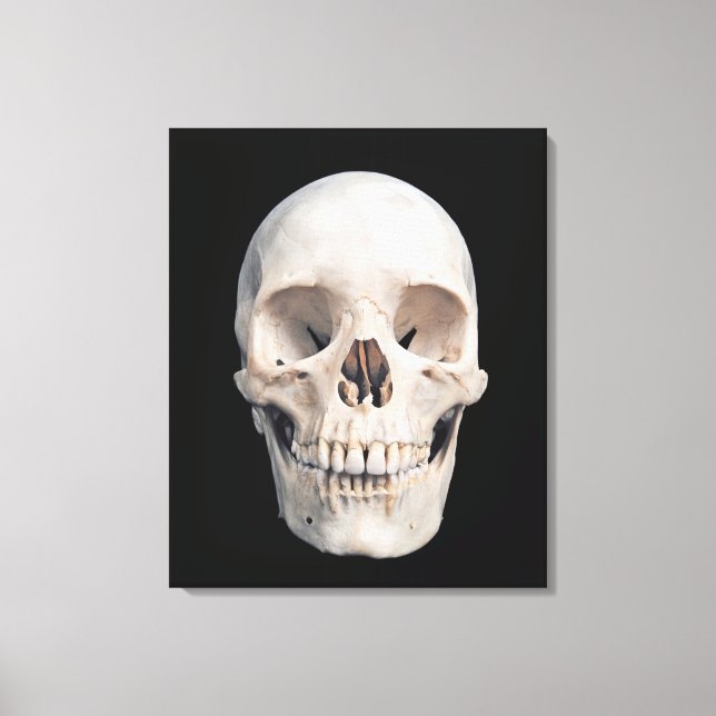 Frontal View of Human Male Skull Canvas Print (Front)