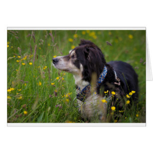 Frontière dans les renoncules