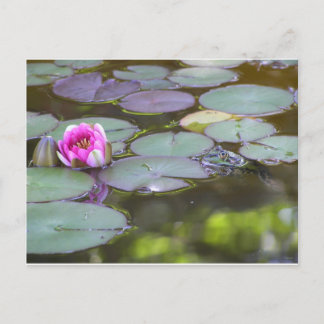 Frosch mit Seerose Postcard