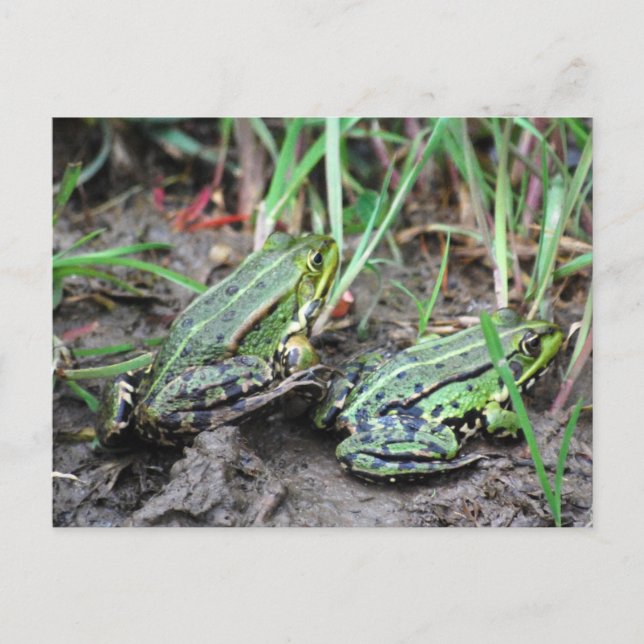 Froschpaar Postcard (Front)